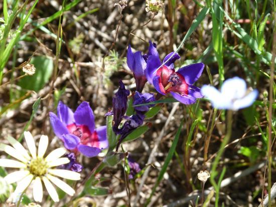 Tienie Versfeld Wildflower Reserve