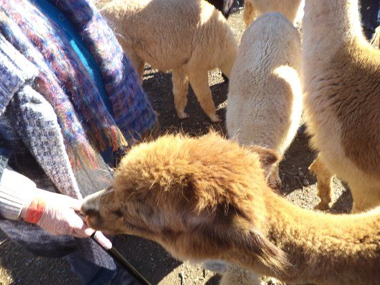 Alpaca Padocks