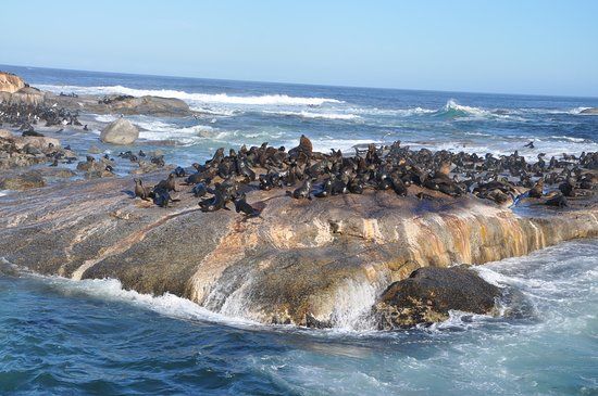 Duiker Island