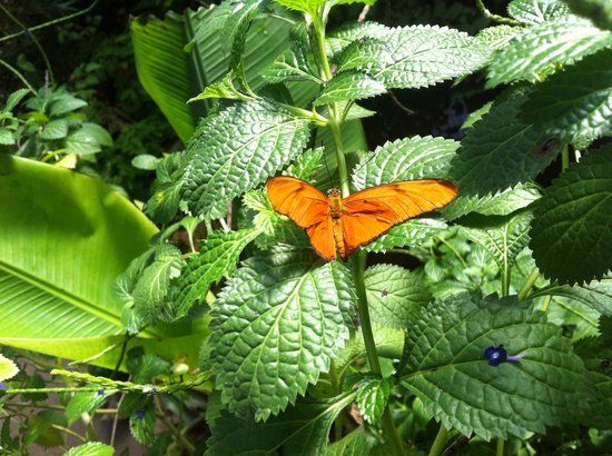 The Animal Sanctuary at Butterfly World