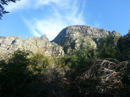 Newlands Forest