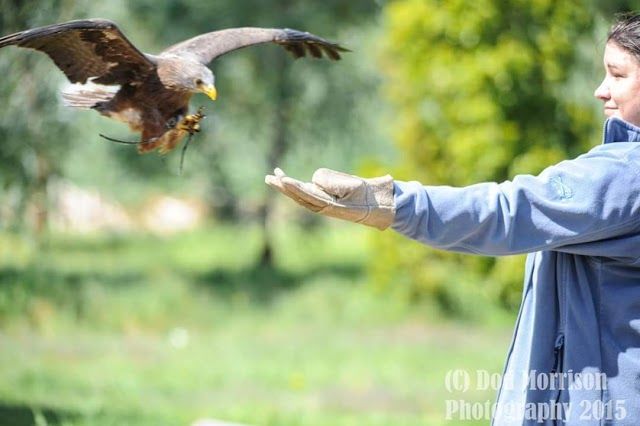 Eagle Encounters