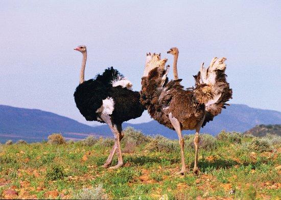Cango Ostrich Farm