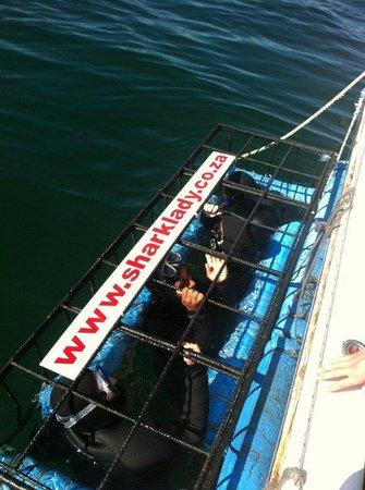 Sharklady Adventures