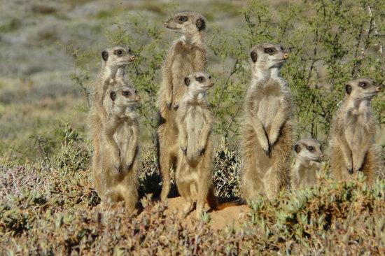 Meerkat Adventures