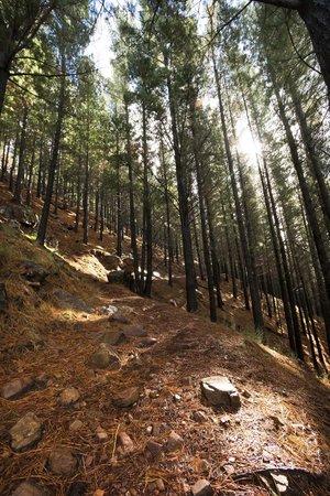 Tokai Forest