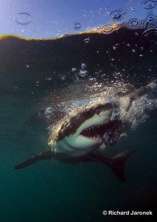White Shark Safaris
