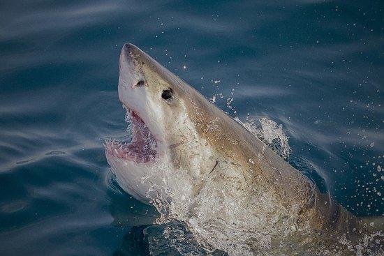 White Shark Projects