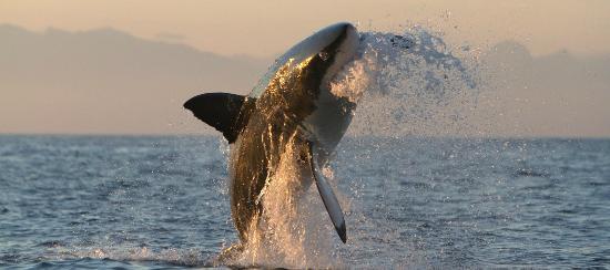 Shark Seekers