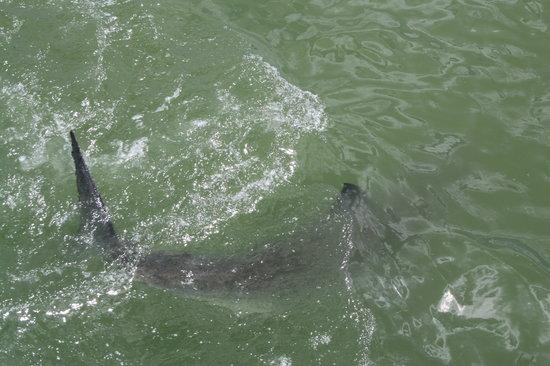 White Shark Viewing Adventures