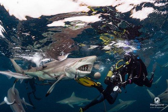 African Dive Tours