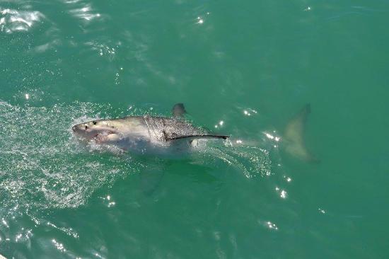 Afrika Shark Dive Safari Day Tours