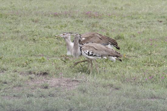 Birding Ecotours