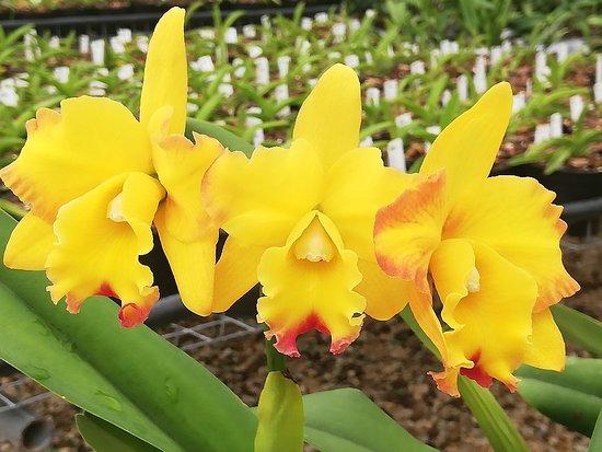 Eikenhoff Orchid Nursery