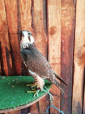 Garden Route Bird of Prey Rehab Centre