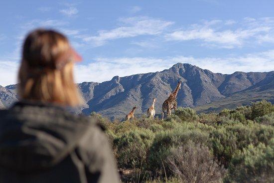 Swartberg Game Reserve