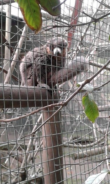 Monkey Town