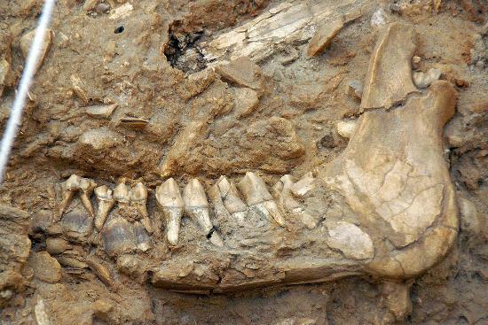 West Coast Fossil Park