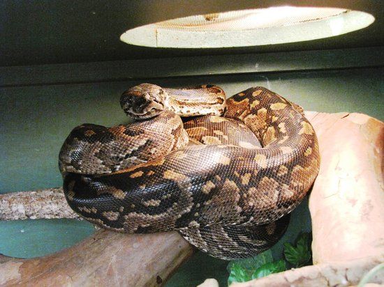 Lawnwood Snake Sanctuary