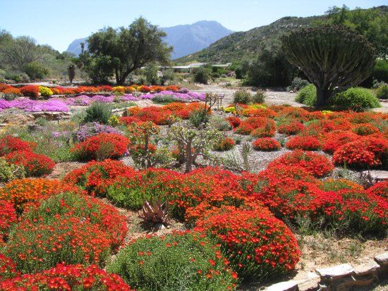Karoo Desert Garden