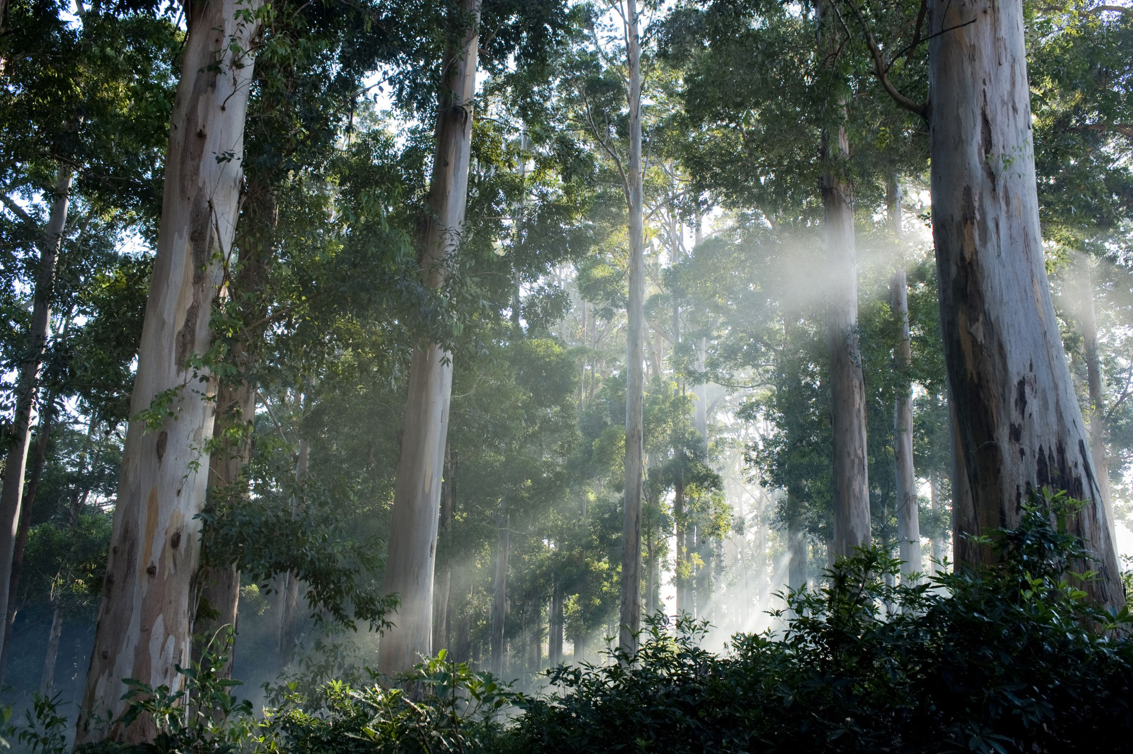 Tokai Forest