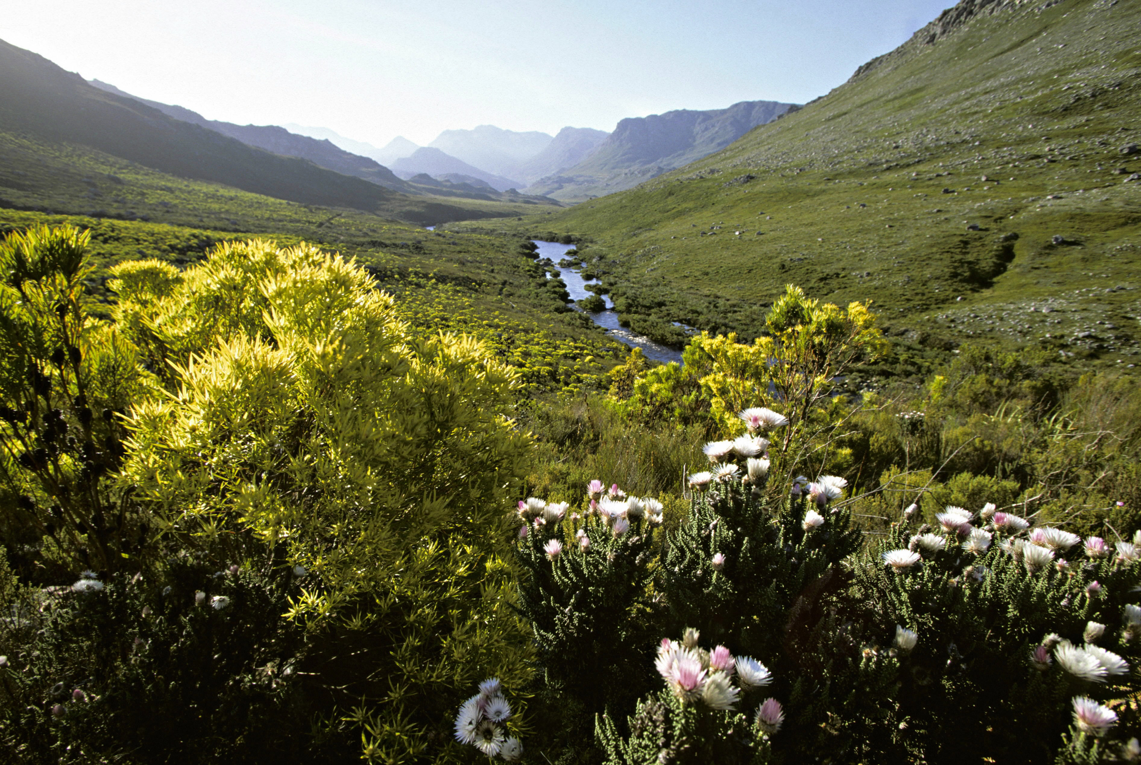 Kogelberg Nature Reserve