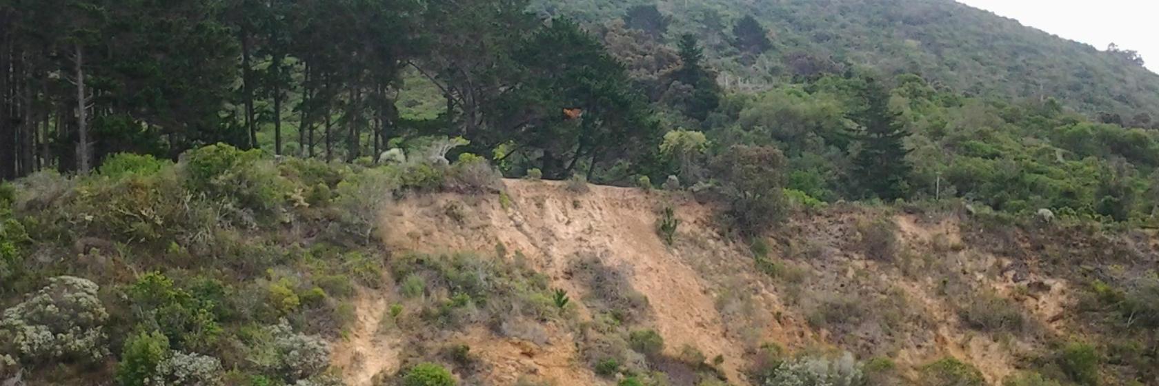 Knysna Forest