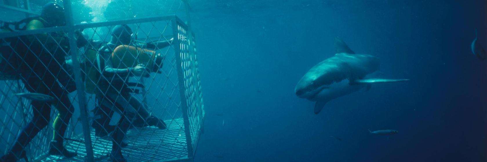 Shark Cage Diving Gansbaai
